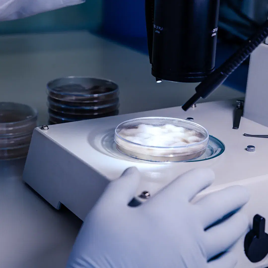 <h3><span style="color: rgb(26, 74, 219);">Cell Processing</span></h3>