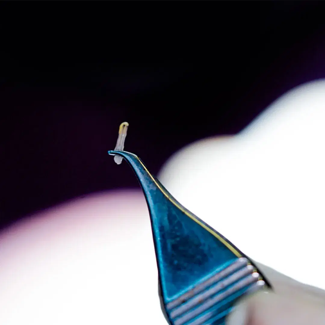 <h3><span style="color: rgb(247, 248, 248);">Graft Handling and Protection</span></h3>