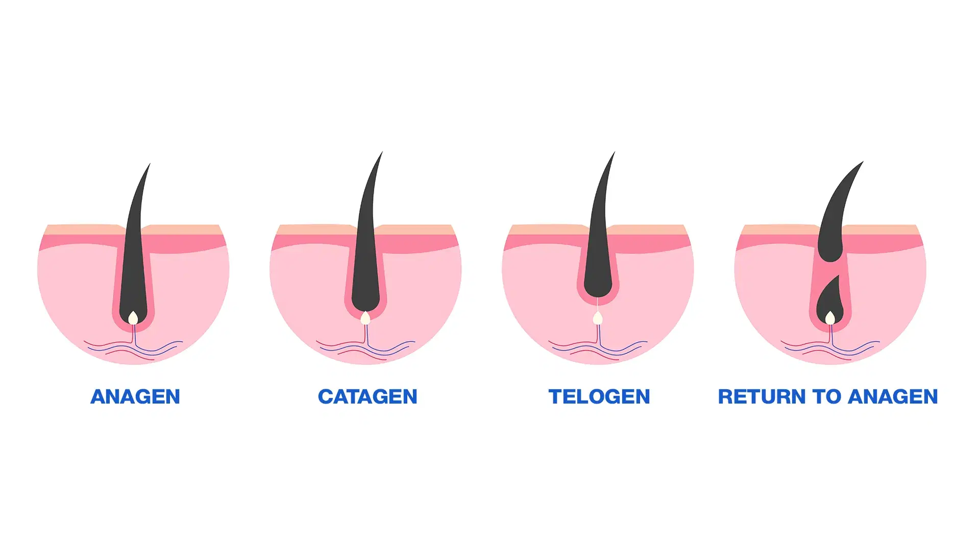 How the hair growth cycle works