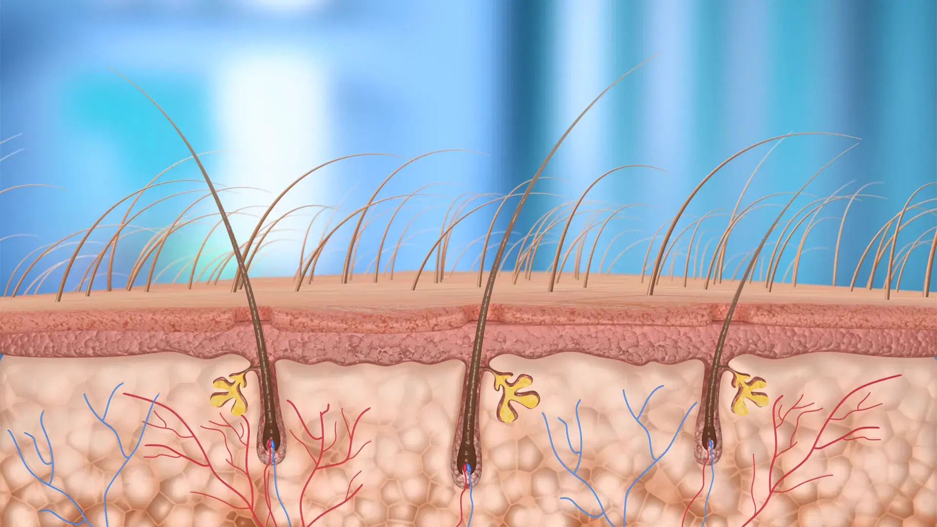 How the Thyroid Regulates the Hair Growth Cycle