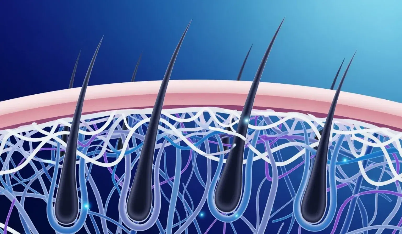Lab-Grown Hair Follicles